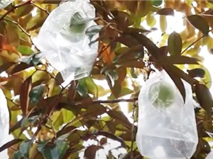 Tiền Giang: Quản lý tổng hợp để ngăn ruồi đục trái trên cây vú sữa